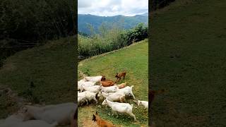 How does a dog herd a goat [upl. by Nnyrat]