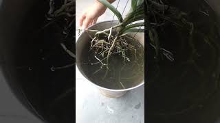 HOW To Water VANDA Orchids PERFECTLY [upl. by Nowujalo]