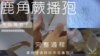 鹿角蕨播孢使用茶包快速過篩的方法完整過程 孢子收集與播孢技巧 How to sow staghorn fern spores [upl. by Camile]