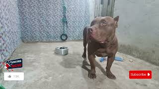 Pitbull best dog lekthebestkennel [upl. by Judy]