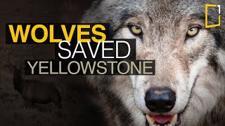 Wolves saved Yellowstone National Park  The Northern Range [upl. by Hcra]