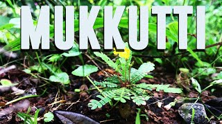 Mukkutti Medicinal Uses and Facts Biophytum sensitivum [upl. by Sucy]