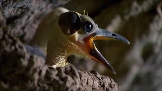 These Ancient Birds Have Been Around for 44 Million Years  Africa  BBC Earth [upl. by Fang4]