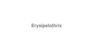 How to Pronounce quotErysipelothrixquot [upl. by Mya]