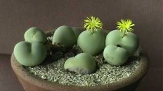 Conophytum Blooming Time Lapse [upl. by Deb743]