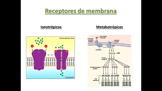 Farmacodinamia Receptores ionotrópicos y metabotrópicos [upl. by Willms]