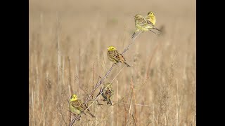 Natuurgebied de Maashorst  GeelgorsEmberiza CitrinellaYellowhammer [upl. by Rebmik]