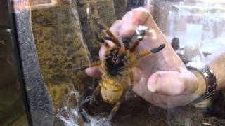 Pterinochilus murinus Pickup Grab OBT Orange Baboon Tarantula Orange Bitey Thing [upl. by Marlyn]