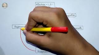 How to Draw C3 Cycle Diagram  Calvin Cycle Diagram  NCERT CBSE  Biology Diagram [upl. by Lotsirhc]