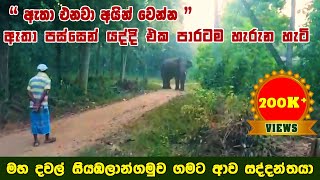 Here the elephant comes to the village go inside the houses  galgamuwa chandi  චන්ඩි ඇතා ගල්ගමුව [upl. by Alvie]