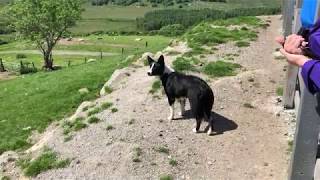 Kissane Sheep Farm Border Collie Sheep Herding Demonstration [upl. by Gennaro655]