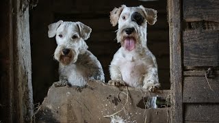 Ratting With The Working Sealyham Terrier Club [upl. by Aehtrod36]