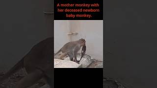 A mother monkey with her deceased newborn baby monkey [upl. by Iyre186]