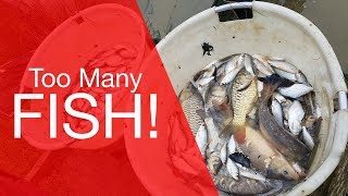 Too Many Fish  Fishery Netting Vlog [upl. by Fantasia691]