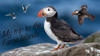 Farne Islands  Bird photography [upl. by Ecnerolf]