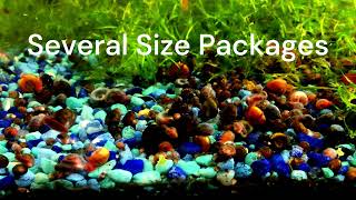 Ramshorn Snails  Great as Feeder Snails for Pea Puffers Loaches Crayfish turtles amp more [upl. by Lombardo75]