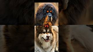 CAUCASIAN SHEPHERD VS TIBETAN MASTIFFALASKAN MALAMUTE KARELIAN BEAR DOGTOP BEAR HUNTER [upl. by Etiragram]