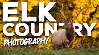 SURPRISING Elk Encounter in Benezette PA [upl. by Ahsekal]