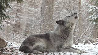 Wolfs Sweet Voice Inspires 50 Wolves to Howl [upl. by Sherwin]