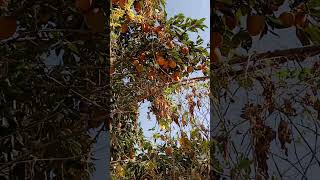 Amlok viralvideo nature shortvideo arabic music shortsfeed shorts shortsviral fruit [upl. by Hakan]