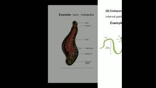 Filter feeding in polychaeta in invertebrates [upl. by Barbey]