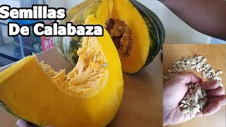 Semillas de calabaza como se obtienen proceso completo [upl. by Aknaib]