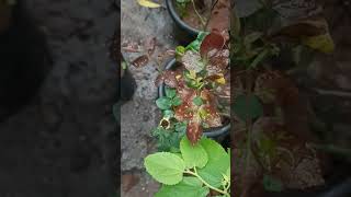 Rose plant growth on rainy season lowcostgardening localplants terrace garden and ground garden [upl. by Schluter]