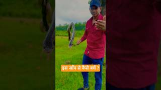 क्यों है ये भारत का सबसे ख़तरनाक साँप 🐍 rkji snake shorts [upl. by Eleni]