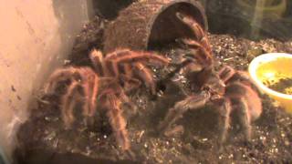 G Rosea Tarantula Breeding Project [upl. by Ycrep397]