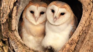 Barn Owl Pair Raise First Ever Chicks  Full Story  Willow amp Ghost  Robert E Fuller [upl. by Alan601]