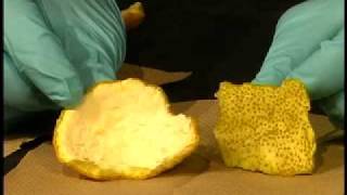 Organic Chemistry Lab Demo Isolation of Limonene part 1 [upl. by Silvanus664]