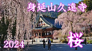 しだれ桜 身延山久遠寺 2024 身延町  weeping cherry blossoms ｜山梨観光スポット [upl. by Gurias875]