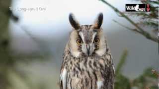 An Introduction to the Longeared Owl Asio otus by Wild Owl [upl. by Roban]