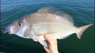 Jig Fishing for Jumbo Porgies Scup [upl. by Pryce]