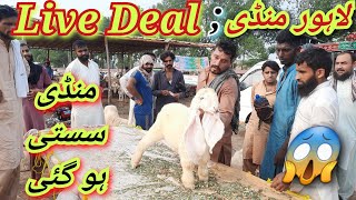 Livedealwednesday update Kajla Chatra Shahpu Kanjra Mandi Lahore MandiQurbani 2025Kajla bache [upl. by Standice]