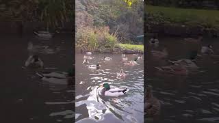 Dancing with the ducks Cromford Canal travel nature [upl. by Gretna]