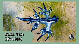 Blue Sea Dragon The Oceans Enigmatic Wonder [upl. by Demetra243]