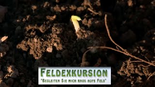 33 Feldexkursion Unkräuter keimen in Sommerungen  NU Agrar 06042016 [upl. by Nola644]