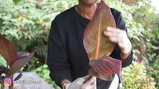 Beginners guide to Canna lily propagation  Dividing the tubers [upl. by Nikos]