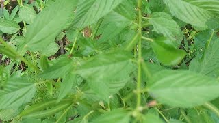 CorchorusOlitorius Flora Flower Seed Fruit Nature Video YoutubeVideo YTVideo Reel Leaf [upl. by Angil]