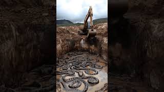 Massive Snake Pit Found by an Excavator Operator 🐍💥 NatureReveal [upl. by Rumney]