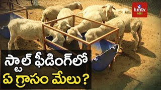 స్టాల్ ఫీడింగ్ విధానంలో ఏ మేత ఇవ్వాలి   What to Feed Goats in Stall Feeding System  hmtv Agri [upl. by Adnarem]