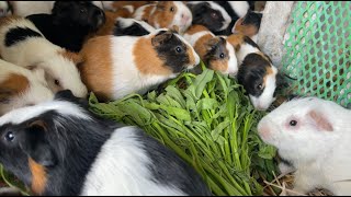 Little Guinea Pigs Gave Birth To Their First Litter 0f 3 Pups [upl. by Ymmik]