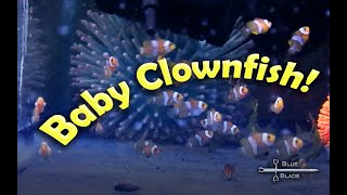 Breeding and raising Clownfish  Amphiprion ocellaris [upl. by Algar658]