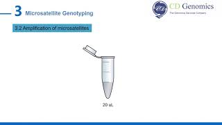 Microsatellite Genotyping [upl. by Aimik]