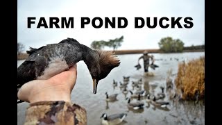 My First Ever Hooded Merganser  Kansas Farm Pond Duck Hunting 2017 [upl. by Ajnos]