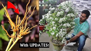 Grow SUPER FLOWERING Clematis From Cuttings EASILY [upl. by Hyland]