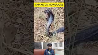 Insane Mongoose VS Cobra Fight The Most Epic Snake Battle Ever  Wildlife  Animal Shorts [upl. by Kamal]