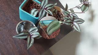 growing wandering jew from cuttings in water and soil gardening wanderingjew [upl. by Slosberg]