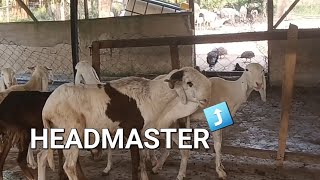 BEST PRACTICES IN SHEEP FARMING Isolating new animals livestock sheepfarming ghana shorts [upl. by Kinemod]